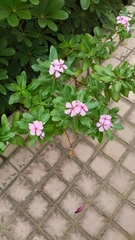 Catharanthus roseus