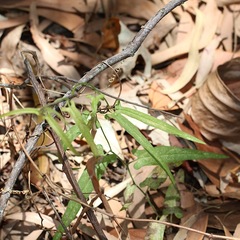 Aristolochia thozetii
