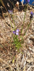 Comesperma calymega