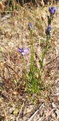 Comesperma calymega
