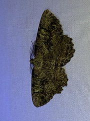 Cymatophora approximaria image