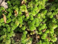 Sphagnum strictum