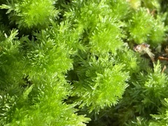 Sphagnum strictum