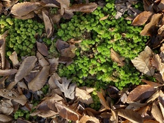 Sphagnum strictum