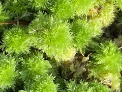 Sphagnum strictum