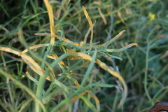 Coleosporium senecionis