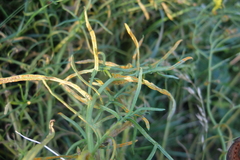 Coleosporium senecionis