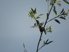 Cynanthus latirostris