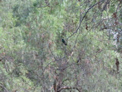 Cynanthus latirostris