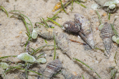 Batillaria zonalis