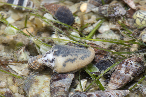 Parametaria epamella observed 2020-11-16
