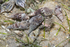 Batillaria zonalis