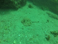 Urobatis concentricus