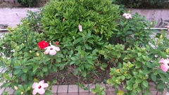 Hibiscus