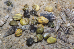 Batillaria zonalis