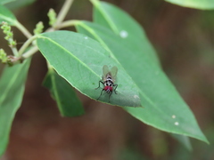 Anthomyia pluvialis