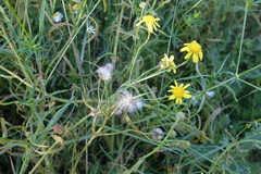 Coleosporium senecionis