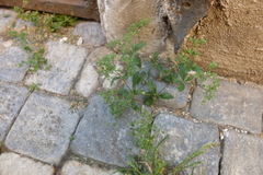 Polycarpon tetraphyllum