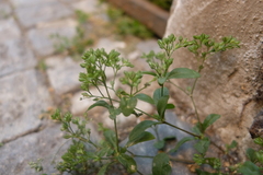 Polycarpon tetraphyllum