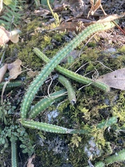 Aporocactus flagelliformis