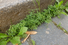Polycarpon tetraphyllum