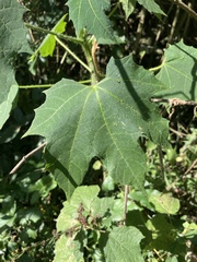 Cnidoscolus aconitifolius