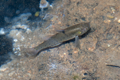 Spotted Goby photo 3