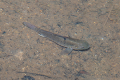 Spotted Goby photo 5