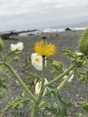 Argemone hunnemannii