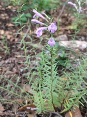 Hedeoma hyssopifolia