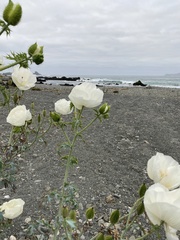 Argemone hunnemannii