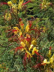 Erythrostemon gilliesii
