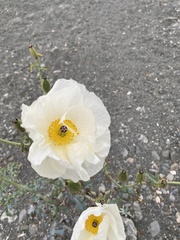 Argemone hunnemannii