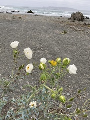 Argemone hunnemannii