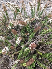 Ophryosporus triangularis