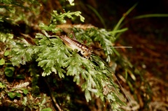 Hemiandrus pallitarsis