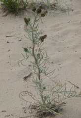 Cirsium pitcheri