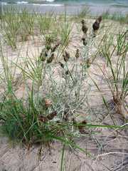 Cirsium pitcheri
