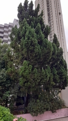 Juniperus chinensis