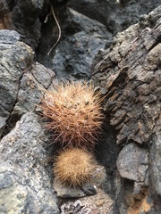 Eriosyce villosa