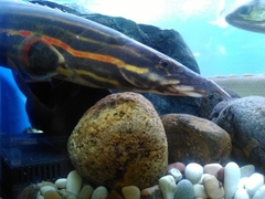 Fire Eel photo 5