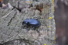 Carabus hungaricus