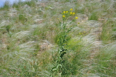 Sisymbrium loeselii