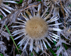 Carlina acaulis