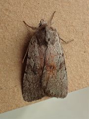 Setagrotis pallidicollis