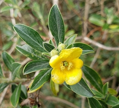 Columellia oblonga
