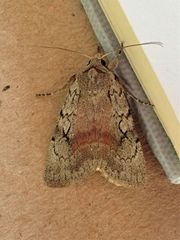 Setagrotis pallidicollis