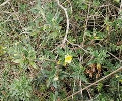 Columellia oblonga