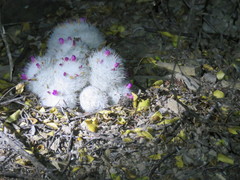 Mammillaria humboldtii