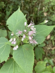 Peteravenia schultzii